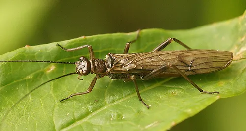 Small Dull Brown