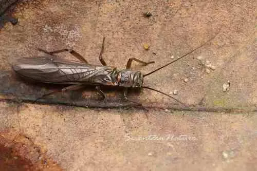 Nemoura nankinensis