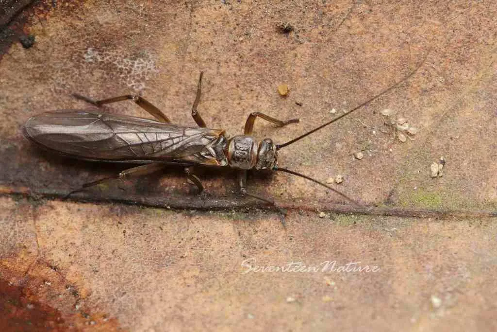 Nemoura nankinensis - photo 2