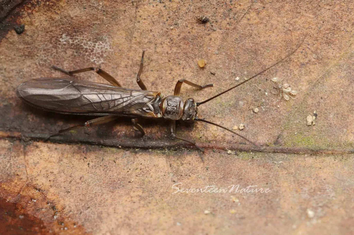 Nemoura nankinensis - photo 3