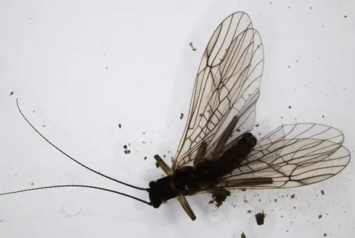 Nemoura sinuata - Nemoura sinuata
