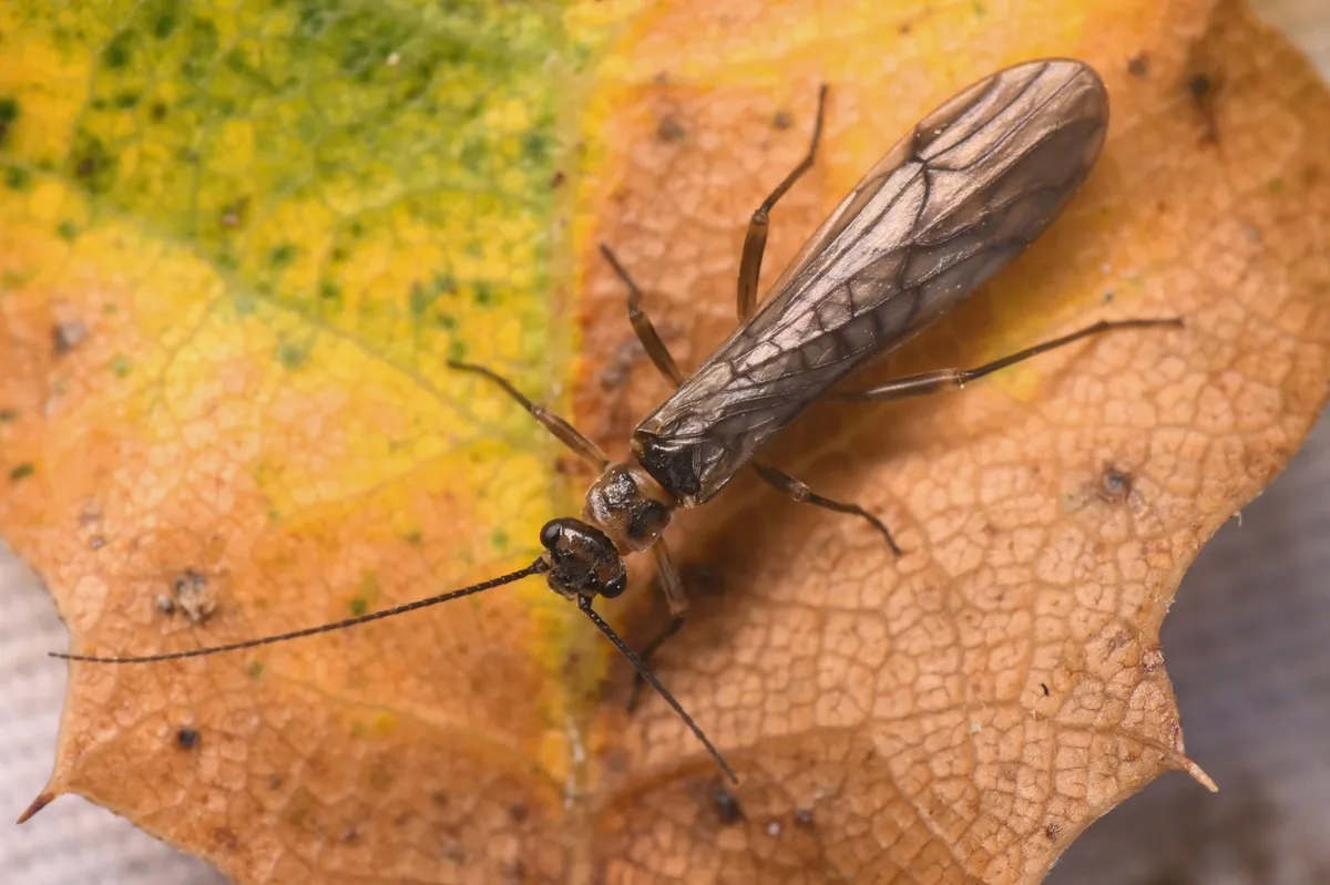 Spiny Forestfly - photo 3