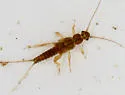 Nemoura trispinosa