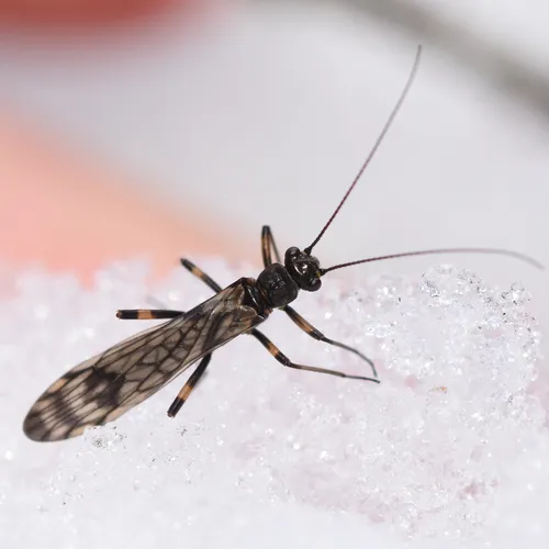 Spring Stoneflies - photo 2