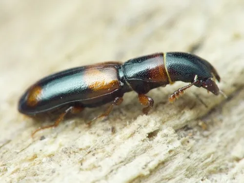 Nemozoma caucasicum
