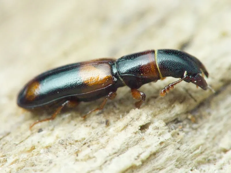 Nemozoma caucasicum - photo 3