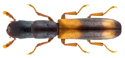 Nemozoma elongatum