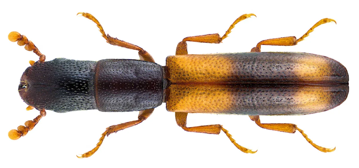 Nemozoma elongatum - photo 3