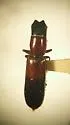 Nemozoma fissiceps