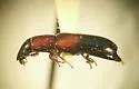 Nemozoma fissiceps - photo 2