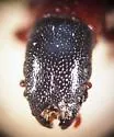 Nemozoma fissiceps - photo 4
