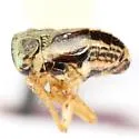 Nenema bivittatum