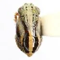 Nenema bivittatum - photo 2