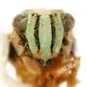 Nenema bivittatum - photo 3