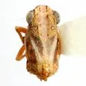 Nenema confragosum - photo 2