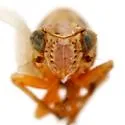 Nenema confragosum - photo 3