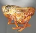 Nenema confragosum - photo 5