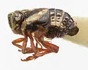 Nenema convergens