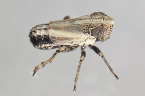 Nenema histrionicum