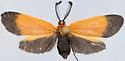 Grape Leaf Skeletonizer - Hodges#4626 - Neoalbertia constans