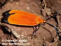 Grape Leaf Skeletonizer - Hodges#4626 - photo 2