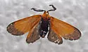 Grape Leaf Skeletonizer - Hodges#4626 - photo 3