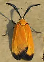 Grape Leaf Skeletonizer - Hodges#4626 - photo 4