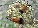 Grape Leaf Skeletonizer - Hodges#4626 - photo 5