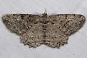 Brownlined Looper - Hodges#6435