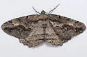 Brownlined Looper - Hodges#6435 - photo 2