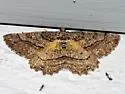 Brownlined Looper - Hodges#6435 - photo 3