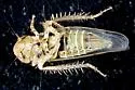 Beet Leafhopper