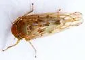 Beet Leafhopper - photo 2