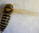 Beet Leafhopper - photo 4