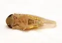 Beet Leafhopper - photo 5