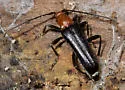 Neoalosterna capitata - Neoalosterna capitata