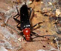 Neoalosterna capitata - photo 2