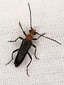 Neoalosterna capitata - photo 3