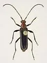 Neoalosterna capitata - photo 4