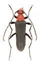 Neoalosterna capitata - photo 5