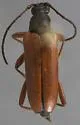 Neoalosterna rubida - photo 2