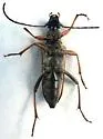 Neoalosterna rubida - photo 3