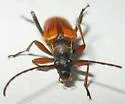 Neoalosterna rubida - photo 4