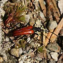 Neoalosterna rubida - photo 5