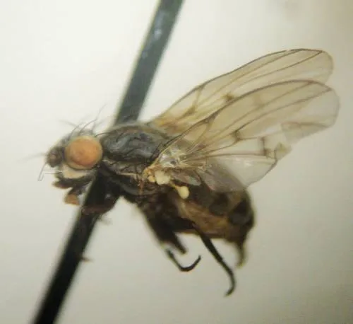 Neoalticomerus formosus