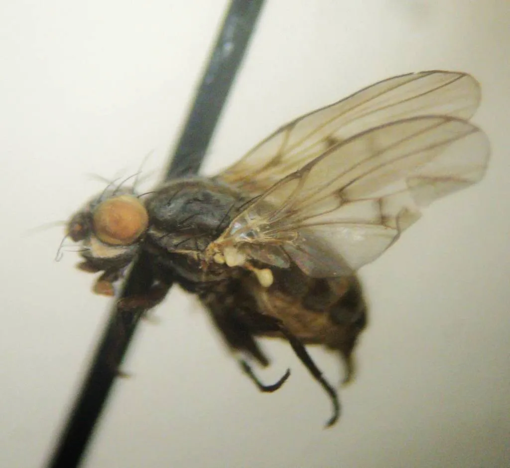Neoalticomerus formosus - photo 2