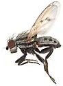 Neoalticomerus seamansi