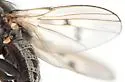 Neoalticomerus seamansi - photo 2