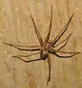 Neoanagraphis chamberlini