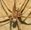 Neoanagraphis chamberlini - photo 2